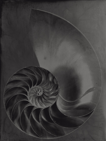 Gold number, fibonacci, nautilus, collodion