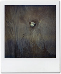 SX70_47