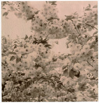 Pola100_57